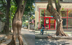 Người xưa nói "âm thịnh dương suy" - Cứ nhìn 4 cây trong nhà là biết vận may đang tụt dốc thê thảm