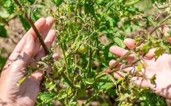 Loại quả được đánh giá "tốt nhất thế giới", ở chợ Việt vừa rẻ vừa nhiều