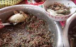Những món ăn sống ám ảnh nhất Việt Nam: Có món là đặc sản lừng danh nhưng vẫn khiến nhiều người e sợ