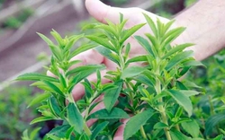 Loại thực vật ngọt hơn đường gấp 200 -300 lần nhưng lại rất tốt cho sức khỏe