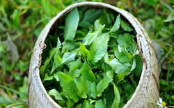 Loại cây là "kẻ thù nhà nông" ở quê thấy nhổ bỏ, nay thế giới lại đánh giá cao