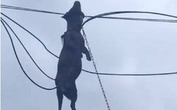 Sức mạnh kinh hoàng của bão Ragasa: Chú chó săn bị gió cuốn lên dây điện tử vong thương tâm