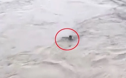 Nhảy xuống sông để lấy 141 nghìn đồng, nam thanh niên bị nước lũ cuốn trôi