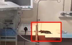 2 trẻ sơ sinh tử vong chỉ vài ngày sau khi bị chuột cắn tại bệnh viện