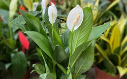 Người xưa tin rằng: Nhà có cây này trong phòng khách thì con cháu học hành đỗ đạt, tài khí đầy nhà