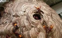 Nghe tiếng kêu của cháu, ông bà chạy vào thì thấy cảnh đau lòng