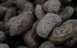 Ăn 4 hạt lạc mỗi ngày có thể ngừa đột quỵ?