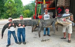 Trận chiến nghẹt thở với cá sấu nặng 300 kg, dài 4,27 mét kéo trôi thuyền