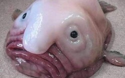 Loài cá xấu xí nhất thế giới