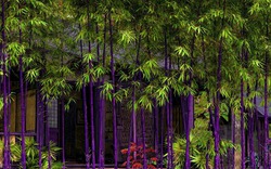 4 cây cảnh "đổi vận" cho chủ, nhà giàu nào cũng chuộng: Càng trồng càng lắm lộc, nhiều vận may