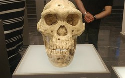 Hai loài người chưa từng biết đã đến lục địa Á - Âu cùng tổ tiên chúng ta