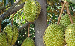 Mua sầu riêng từ chủ vườn, khi vận chuyển, cắt cuống… số lượng cân bị hao hụt, làm sao để tính vào chi phí được trừ: Cục Thuế trả lời