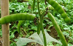 Ăn loại hạt quen thuộc, 6 người trong nhà nôn dữ dội, 2 ca nguy kịch