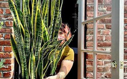 Năm 2026: Trồng đúng 1 cây này là mở kho tài lộc, trồng sai coi chừng hao tiền âm thầm