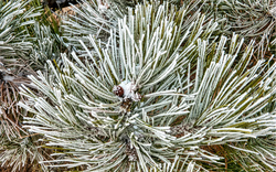 Khi sương muối xuất hiện, mối nguy sức khỏe nào đi kèm?