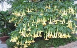 3 loài hoa đẹp mê hồn nhưng dễ “rước họa”: Tuyệt đối không nên trồng trong vườn nhà