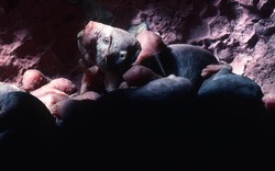 Loài động vật có vú gần như máu lạnh duy nhất còn sống khiến giới khoa học bối rối vì quá khác thường