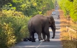 Đồng Nai: Voi rừng “ngà lệch” xuất hiện trên đường, người dân tháo chạy
