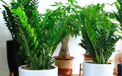Dân làm ăn chuộng nhất 3 cây cảnh này: Thu hút tài lộc, sức khỏe gia chủ tốt lên thấy rõ