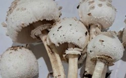 Bộ Y tế: Khẩn trương điều tra vụ nghi ngộ độc thực phẩm do ăn nấm lạ tại Tây Ninh