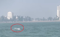 VIDEO: Đàn cá heo trắng "nhảy múa" ở biển Sầm Sơn