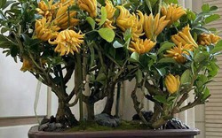 Nhà trồng 3 loại cây này chẳng khác rước "thần tài" vào nhà, gia chủ trăm sự cát lành, hút tài hút lộc