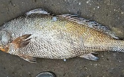 Bắt được con cá nặng 25kg, ngư dân liền bán với giá 115 triệu đồng