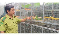 Nuôi "rồng" ở TPHCM: Thú chơi đắt đỏ vi phạm pháp luật