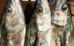 5 loại cá tích tụ thủy ngân nhiều bậc nhất