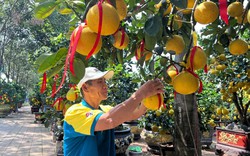 Đã mắt ngắm vườn bưởi Diễn tiền tỷ mỗi năm tụ họp một lần tại TPHCM
