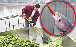 Nghe như đùa: Ao cá tại Trung Quốc được cho ăn 5 tấn ớt mỗi ngày, điểm lạ chỉ lộ ra khi thu hoạch