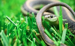 Việt Nam sở hữu một loại gia vị mà rắn rất sợ, dùng theo cách này hiệu quả bất ngờ