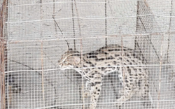 Cần Thơ: Đặt bẫy do mất gà vịt nhưng bắt được loài mèo quý hiếm