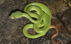 3 thứ dụ rắn vào nhà, 4 thứ rắn sợ “hồn lìa khỏi xác”