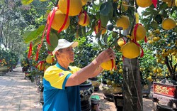 Nhà vườn TPHCM 'nín thở' chờ sức mua