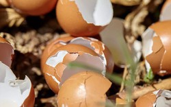 Rải thứ này ra vườn mùa đông, sâu hại tránh xa, cây trồng tươi tốt chưa từng thấy