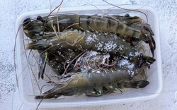 Tôm mua về ĐỪNG vội cho vào tủ lạnh: Thêm đúng 1 thứ này, tôm để lâu vẫn tươi như mới