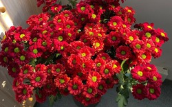 Cây Tết nhà giàu mê mệt: Hoa bung nở rực sáng cả khung hình, chưng góc nào cũng đẹp sang vô cùng tận