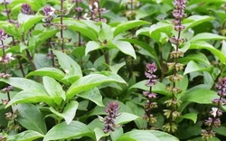 Loại rau là "nữ hoàng của các loại thảo dược" có nhiều lợi ích cho sức khỏe