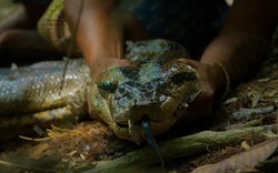 Trăn khổng lồ mới lộ diện trong rừng Amazon khiến giới khoa học sửng sốt