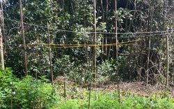 Phát hiện 'ruộng' cần sa giữa rừng sâu ở Lâm Đồng