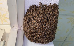 4 vật vào nhà là điềm báo chuyện tốt lành, đuổi đi dễ mất lộc như chơi