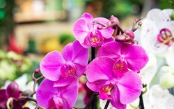 Hoa lan nở đẹp chưa từng thấy khi được tưới bằng 2 loại nước này: Cực dễ làm