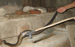 3 lý do khiến rắn bò vào nhà bạn