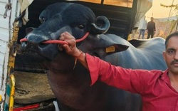 Con trâu màu đen sì có giá 60 tỷ đồng, chủ vẫn "chưa ưng bán"