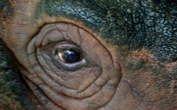 Loài thú bí ẩn bậc nhất hành tinh, cả thế giới chỉ còn chưa đến 50 cá thể