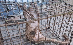 Người đàn ông ở Đà Nẵng giao nộp con vật quý nặng 7 kg