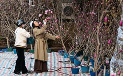 Dự báo thời tiết dịp nghỉ Tết Nguyên đán Bính Ngọ 2026