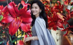 "Nàng thơ" đỏ nhung khiến hội yêu hoa "phát cuồng" Tết này: Sang chảnh bậc nhất, nở rộ rực rỡ bất chấp cả ban công chật hẹp