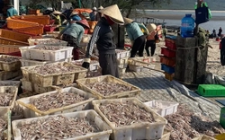 Ngư dân Hà Tĩnh trúng đậm ‘lộc biển’, thu tiền triệu mỗi ngày